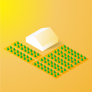 plantation